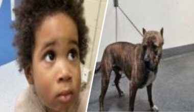 Toddler found in vehicle after grand theft attempt in Highland Park – NBC Los Angeles