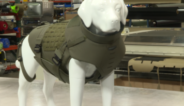 LA County K-9s get new bullet-proof vest with better protection – NBC Los Angeles