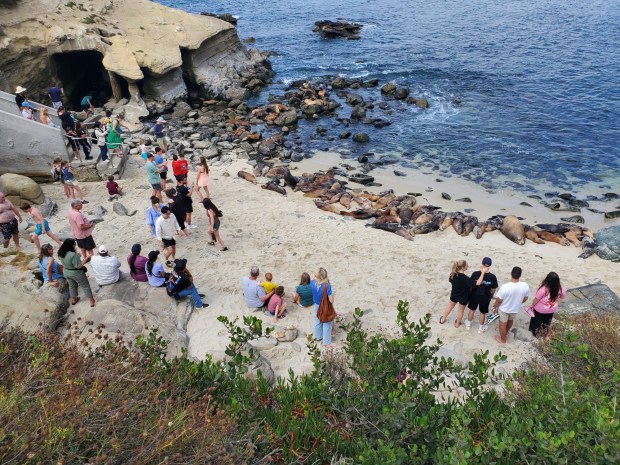 Visitors at La Jolla Cove watch sea lions that went on land to rest. (Ashley Mackin-Solomon)