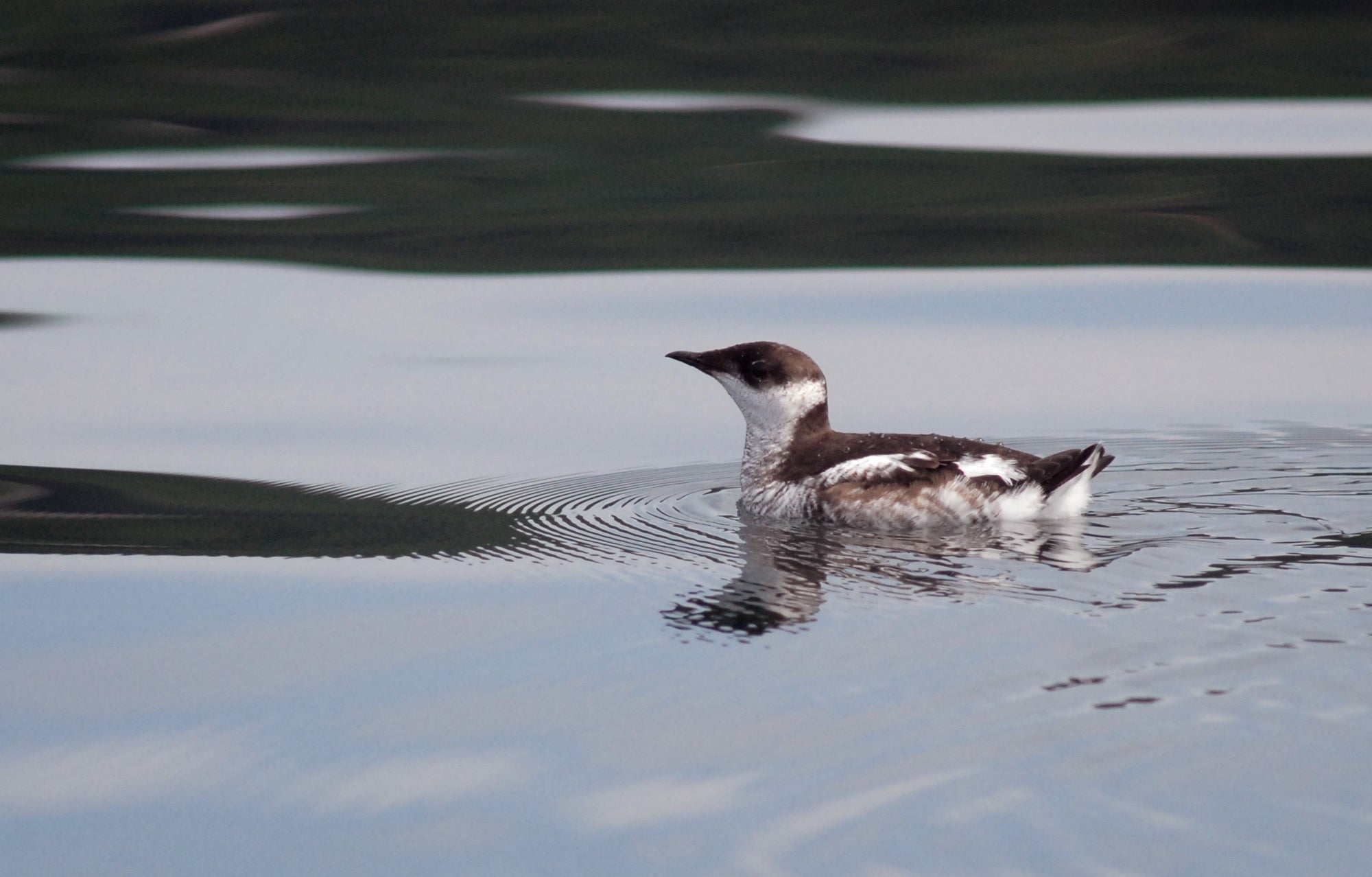 A black and white bird floats on water that has light and shadows on it.