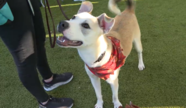 San Diego Humane Society holds holiday adoption event – NBC 7 San Diego