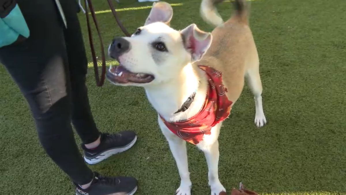 San Diego Humane Society holds holiday adoption event – NBC 7 San Diego