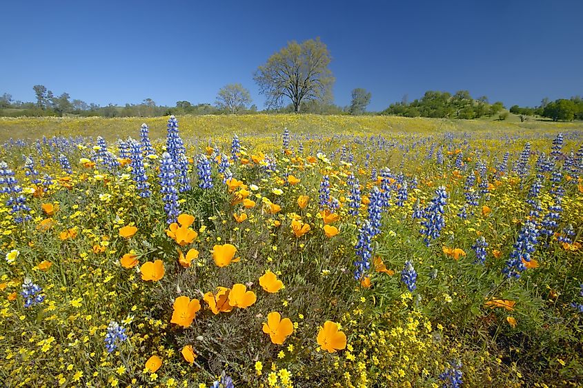 A colorful bouquet of spring flowers and California poppies near Lake Hughes, CA.