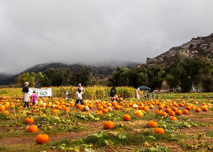 Pumpkin Patch in Julian, California.