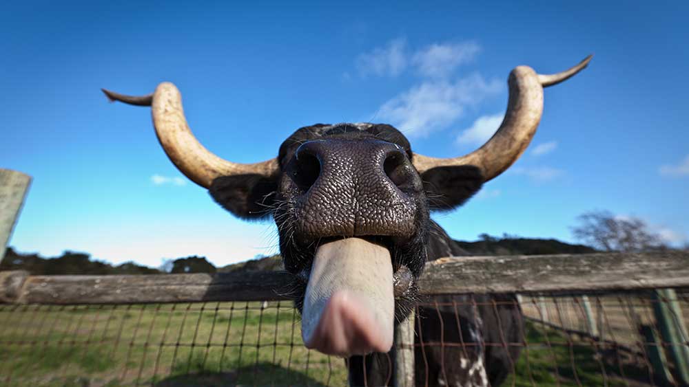 Dow Jones Futures Fall With Market At Key Level; Tesla, Amazon, Defense Firms In Focus