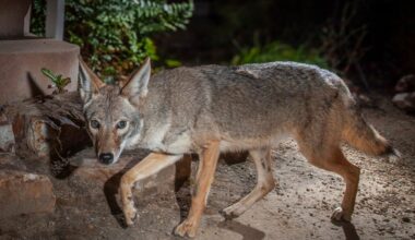 What experts say to stay safe – San Diego Union-Tribune