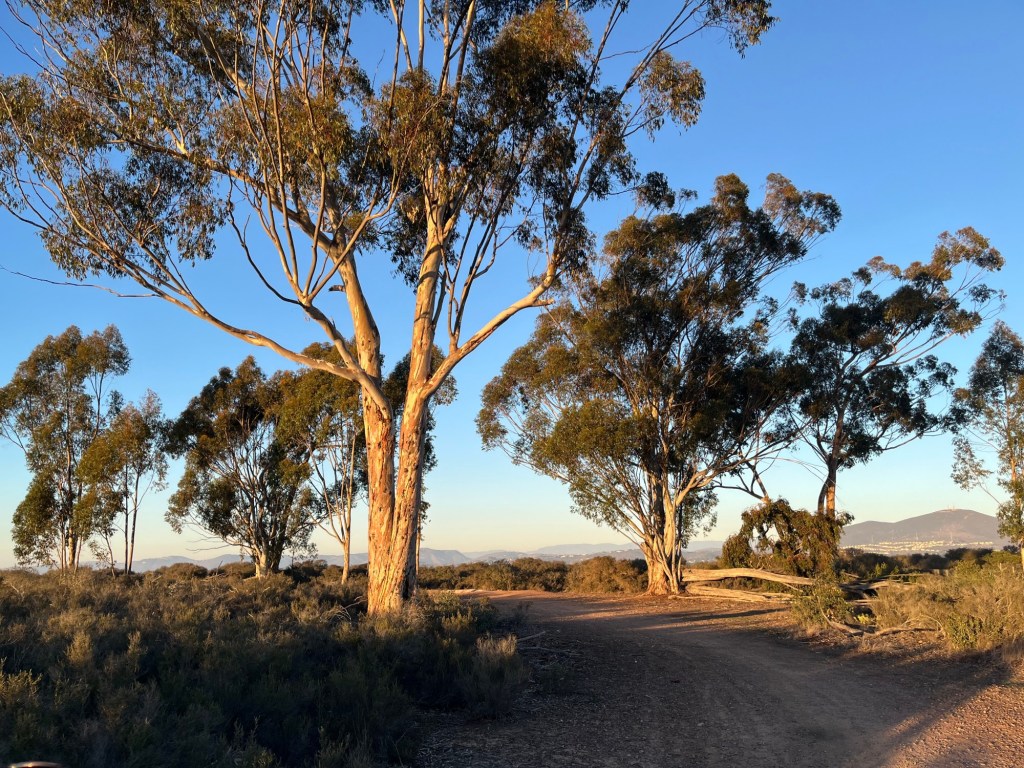 A guide to hiking at Del Mar Mesa Preserve