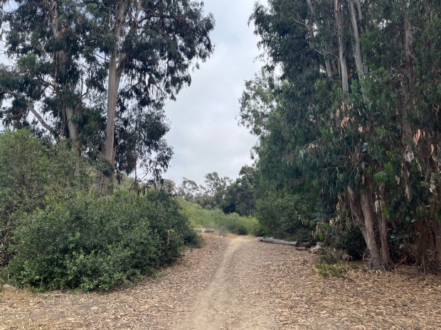 The trail through Indian Head Canyon as it becomes shaded with large eucalyptus trees. (Maura Fox / The San Diego Union-Tribune)