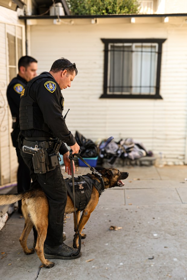 San Diego police Officer Brendon Johanson and his 4-year-old canine, Bowie, play at their house about a week after the dog was allegedly strangled by a barricaded suspect near Second and West Island avenues in Gaslamp Quarter on December 16, 2025. (Photos courtesy of Abby Langley, San Diego Police Department)