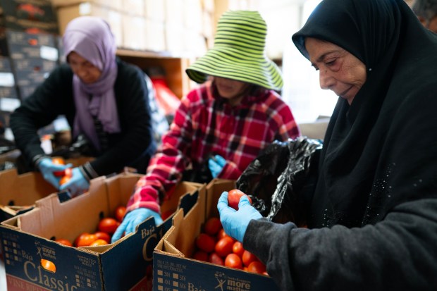 From right, Amne Fakhreddine, Karen Thi Nguyen and Naheda Issaoui are among the volunteers who help sort and create boxes of fresh produce to distribute to the public at the Somali Bantu Association of America in City Heights on Dec. 11. (Nelvin C. Cepeda / The San Diego Union-Tribune)