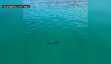 Swordfish spotted swimming close to San Diego coast – NBC 7 San Diego