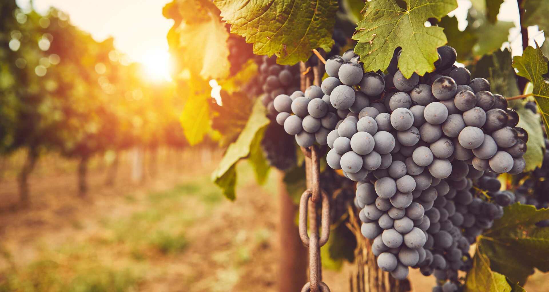 Fresno County uproots 20% of lost winegrape acreage in CA