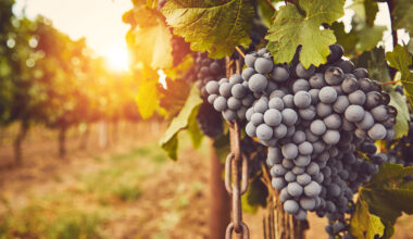 Fresno County uproots 20% of lost winegrape acreage in CA