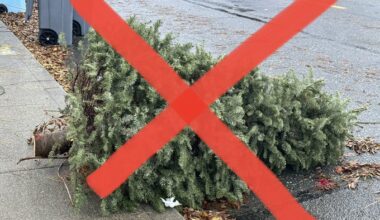 How to dispose of your Christmas tree