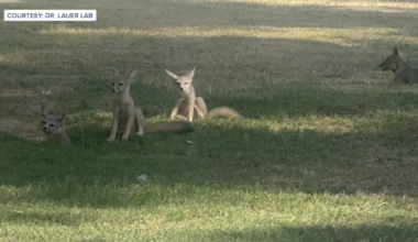 Endangered San Joaquin kit fox pups call CSU Bakersfield home