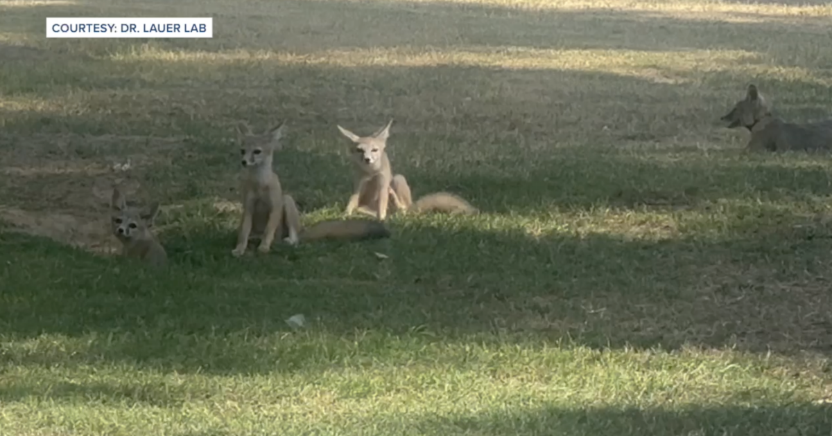 Endangered San Joaquin kit fox pups call CSU Bakersfield home