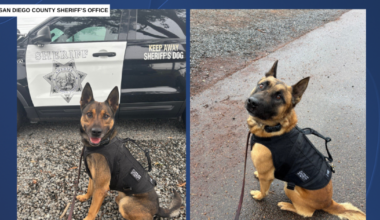 San Diego County Sheriff's Office seeks donations for bulletproof vests for K-9s
