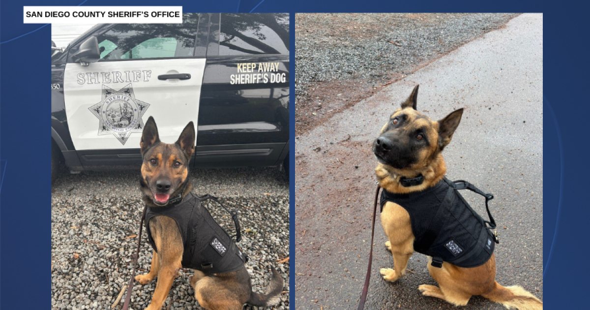 San Diego County Sheriff's Office seeks donations for bulletproof vests for K-9s