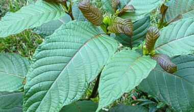 Fresno pivots on kratom sales, allows natural leaf but bans the plant’s concentrated derivative