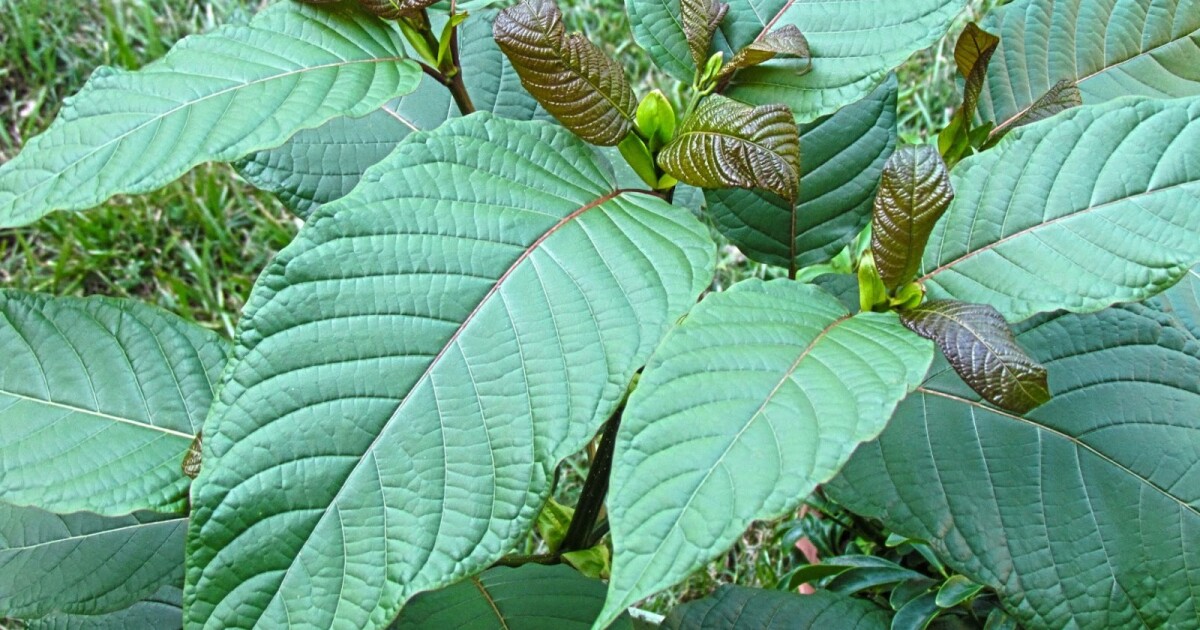 Fresno pivots on kratom sales, allows natural leaf but bans the plant’s concentrated derivative