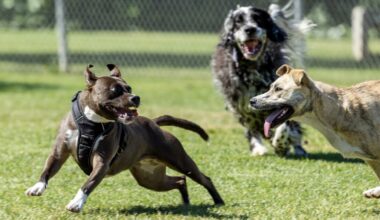 OC officials warn of scam calls targeting pet owners for payments