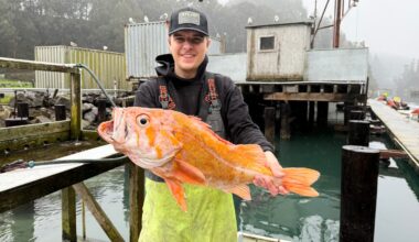 California fisherman hopes to break records with a 10.25-pound canary rockfish