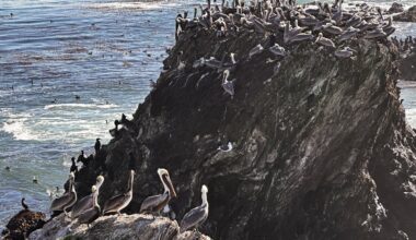 Brown pelicans' 'feeding frenzy' is a sign of health, experts say