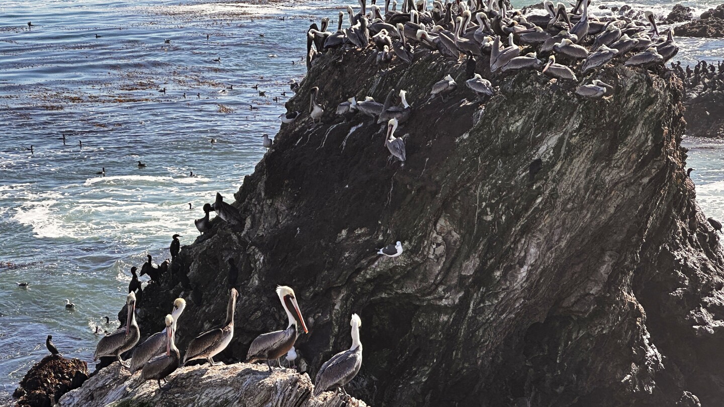 Brown pelicans' 'feeding frenzy' is a sign of health, experts say