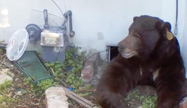 A bear has been under an Altadena home for a month. A trap caught the wrong one.
