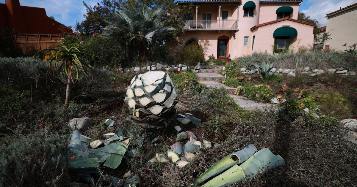 Thieves are hacking agave plants throughout SoCal. But why?