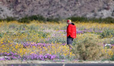 It's only December but this SoCal desert escape is already blanketed in wildflowers