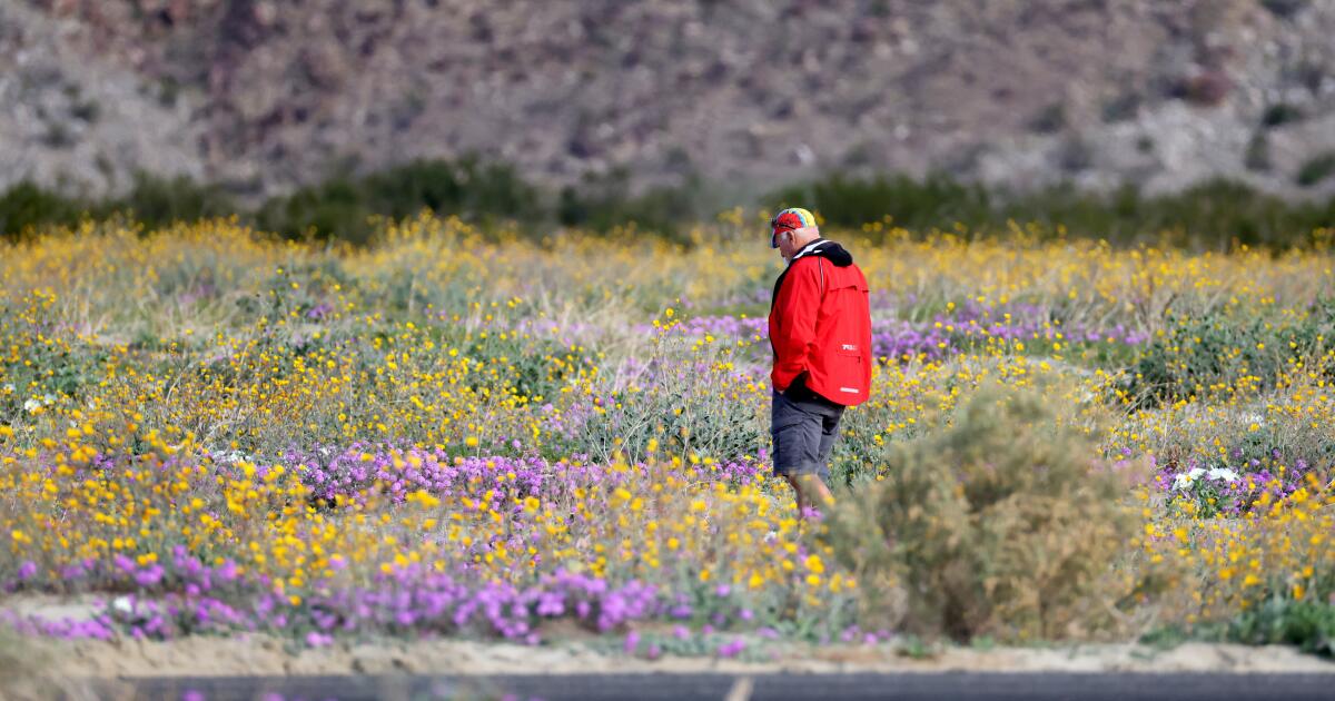 It's only December but this SoCal desert escape is already blanketed in wildflowers