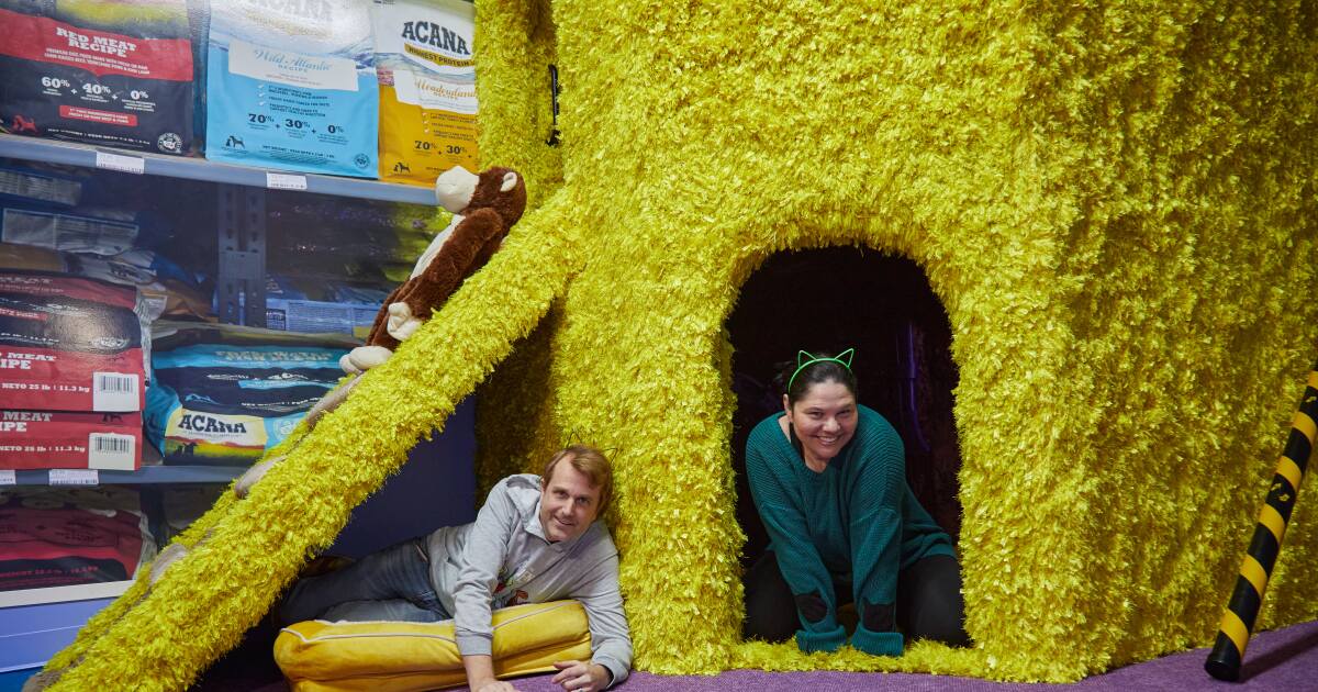 Paws, claws and arace home: a whiskered twist on the escape room craze