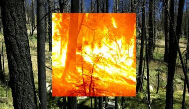 A return to a past Sierra wildfire to see the future of a recent one