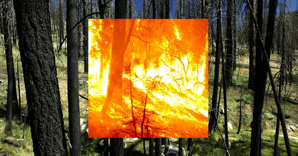 A return to a past Sierra wildfire to see the future of a recent one