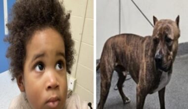 L.A. car thief abandoned toddler, dog at crime scene; no one has claimed them, officials say