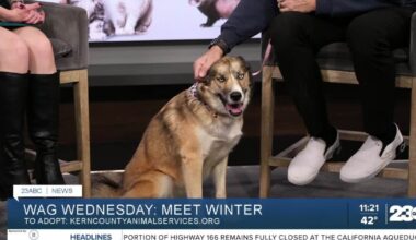 Winter from Kern County Animal Services