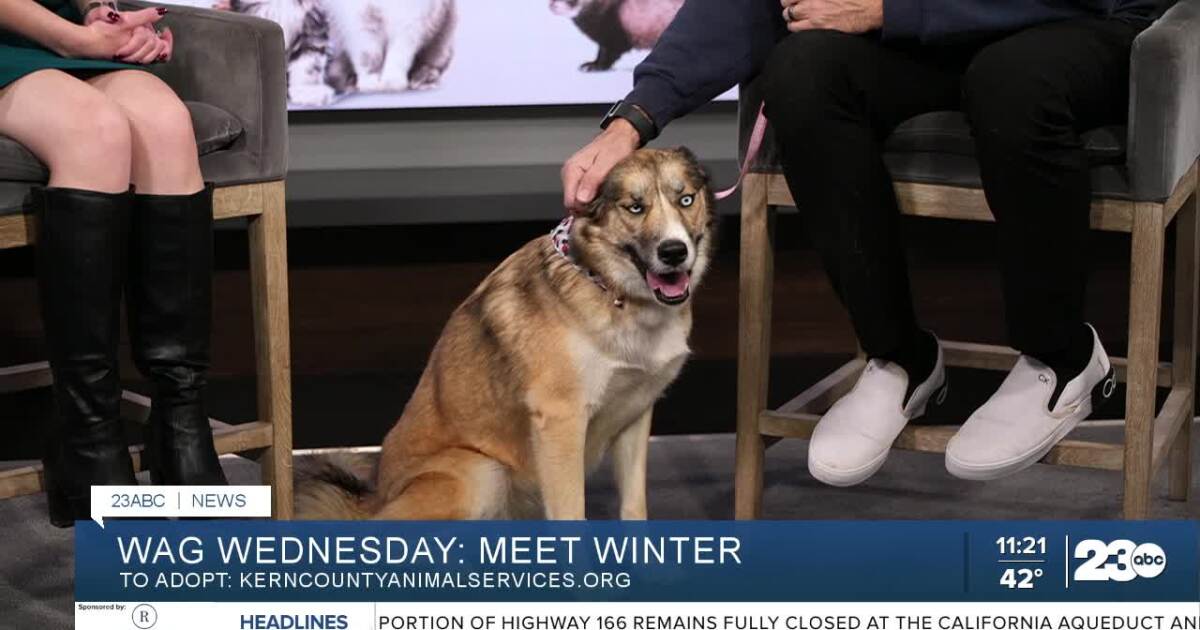 Winter from Kern County Animal Services