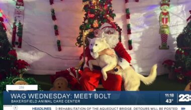 Bolt from Bakersfield Animal Care Center