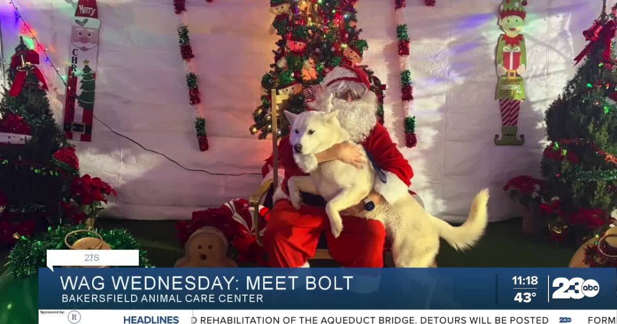 Bolt from Bakersfield Animal Care Center