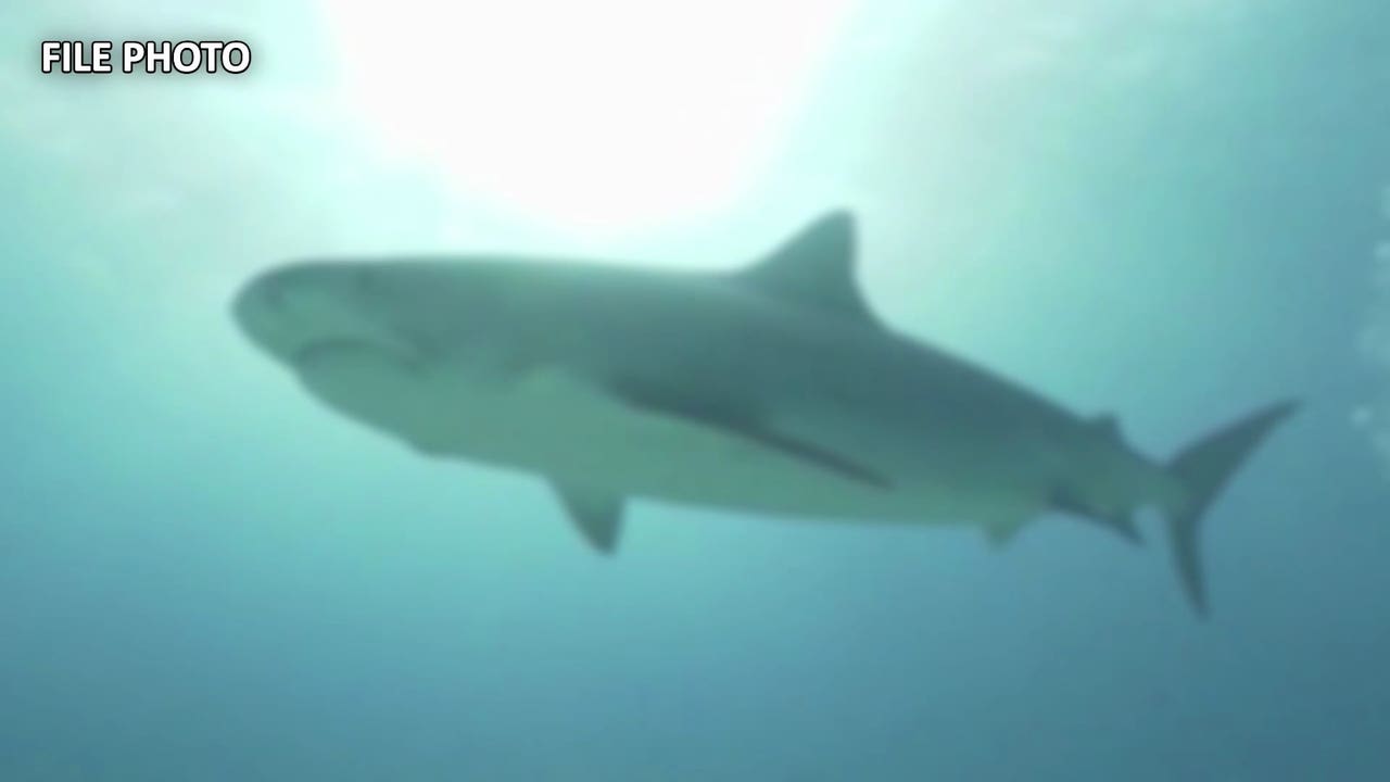 California swimmer dies after shark attack