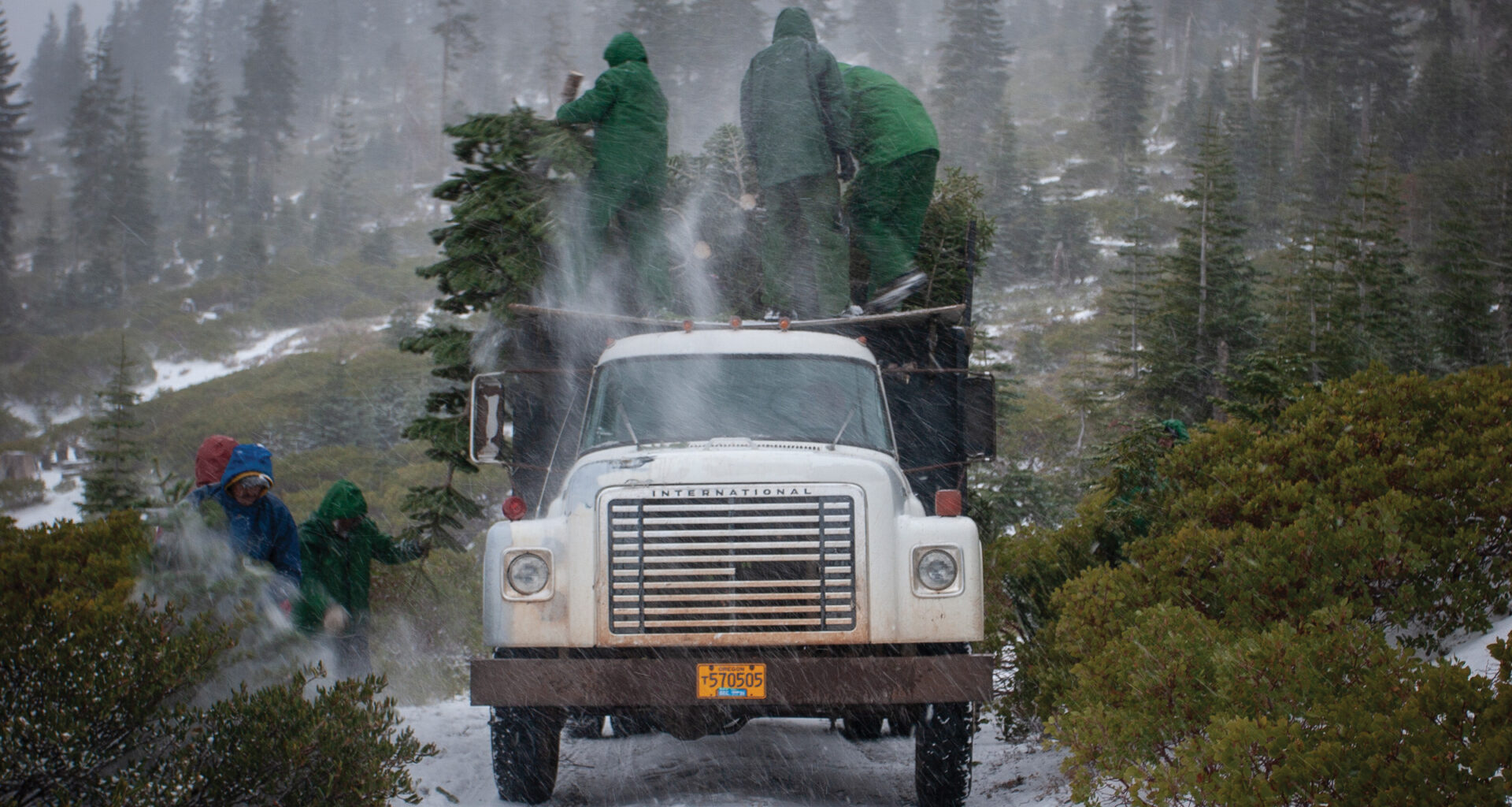 Inside California’s wild Christmas tree harvest
