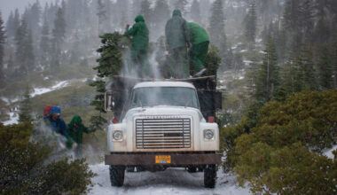 Inside California’s wild Christmas tree harvest