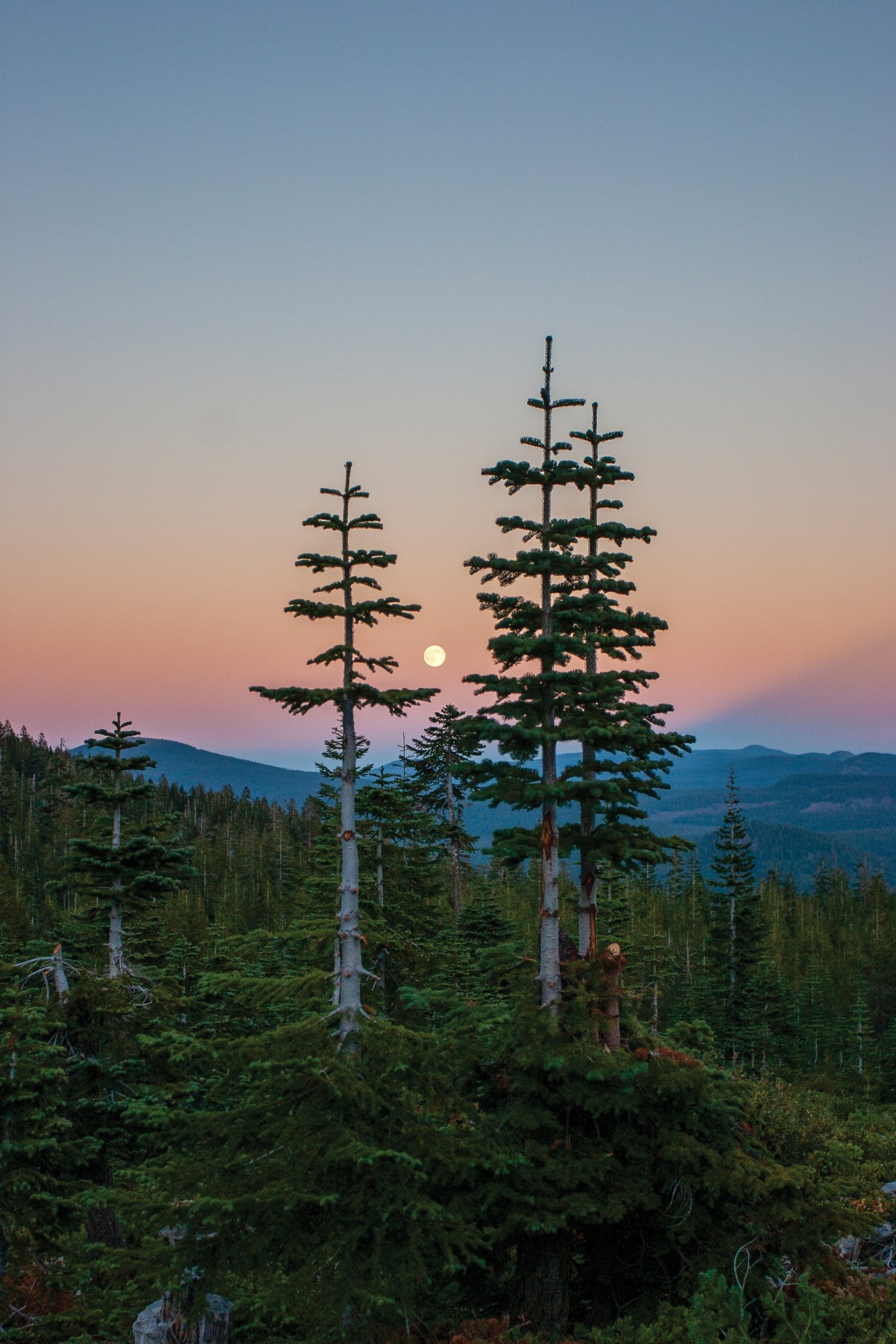A full moon rises over a high-elevation forest on Worley Mountain between Eagle Lake and Susanville, California. Crews often work into the dark, cutting and sorting Christmas trees by headlamp and truck lights. The silvertip trees in the foreground show the results of stump culturing, which ensures sustainable harvests for years to come.