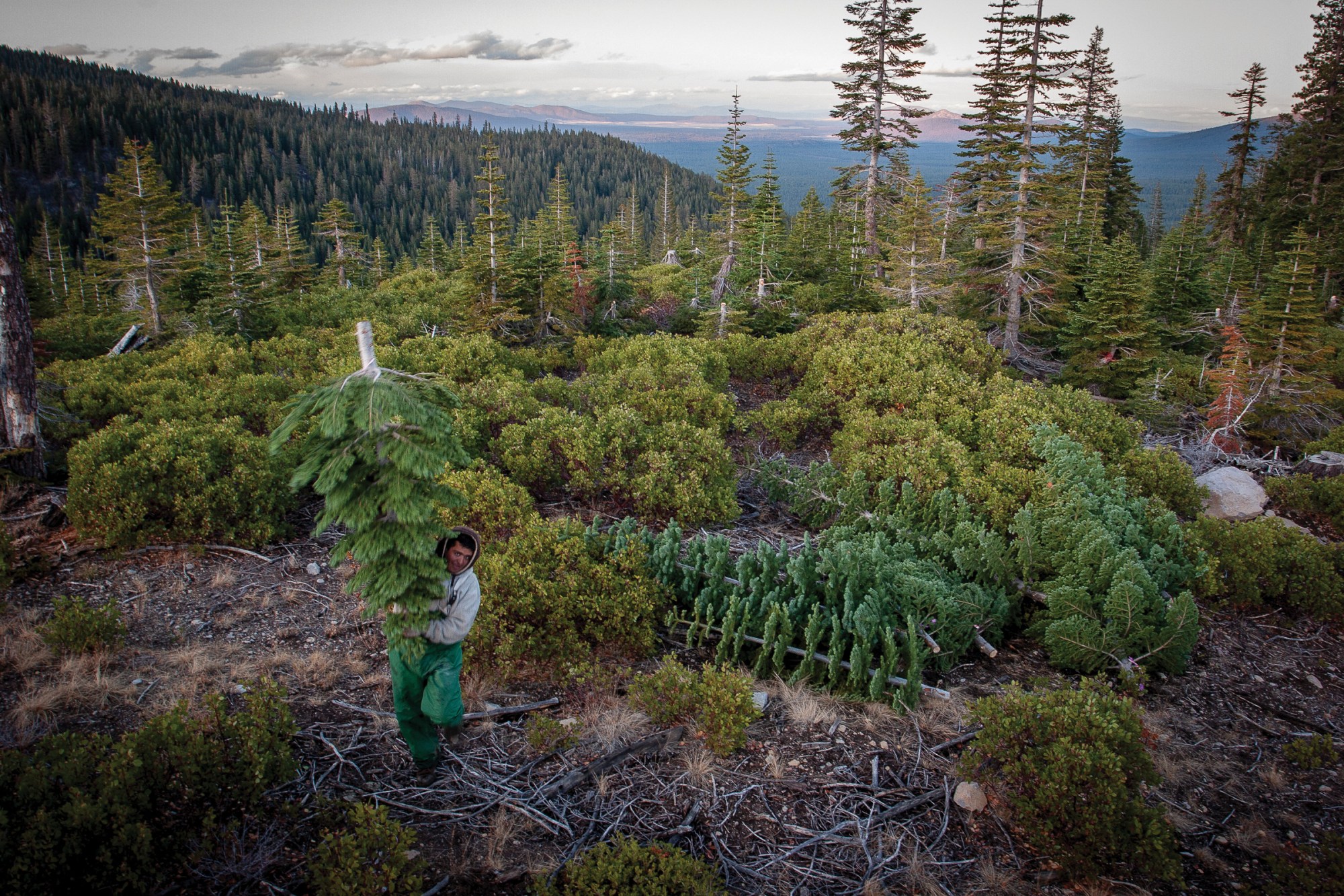 A worker carries a freshly cut silvertip down the slopes of Haight Mountain, at about 7,500 feet above sea level. Each silvertip is hauled by hand through dense brush. This forest, once a thriving stand, was burned in the 2021 Antelope Fire, one of many blazes that have reshaped Northern California’s landscape.