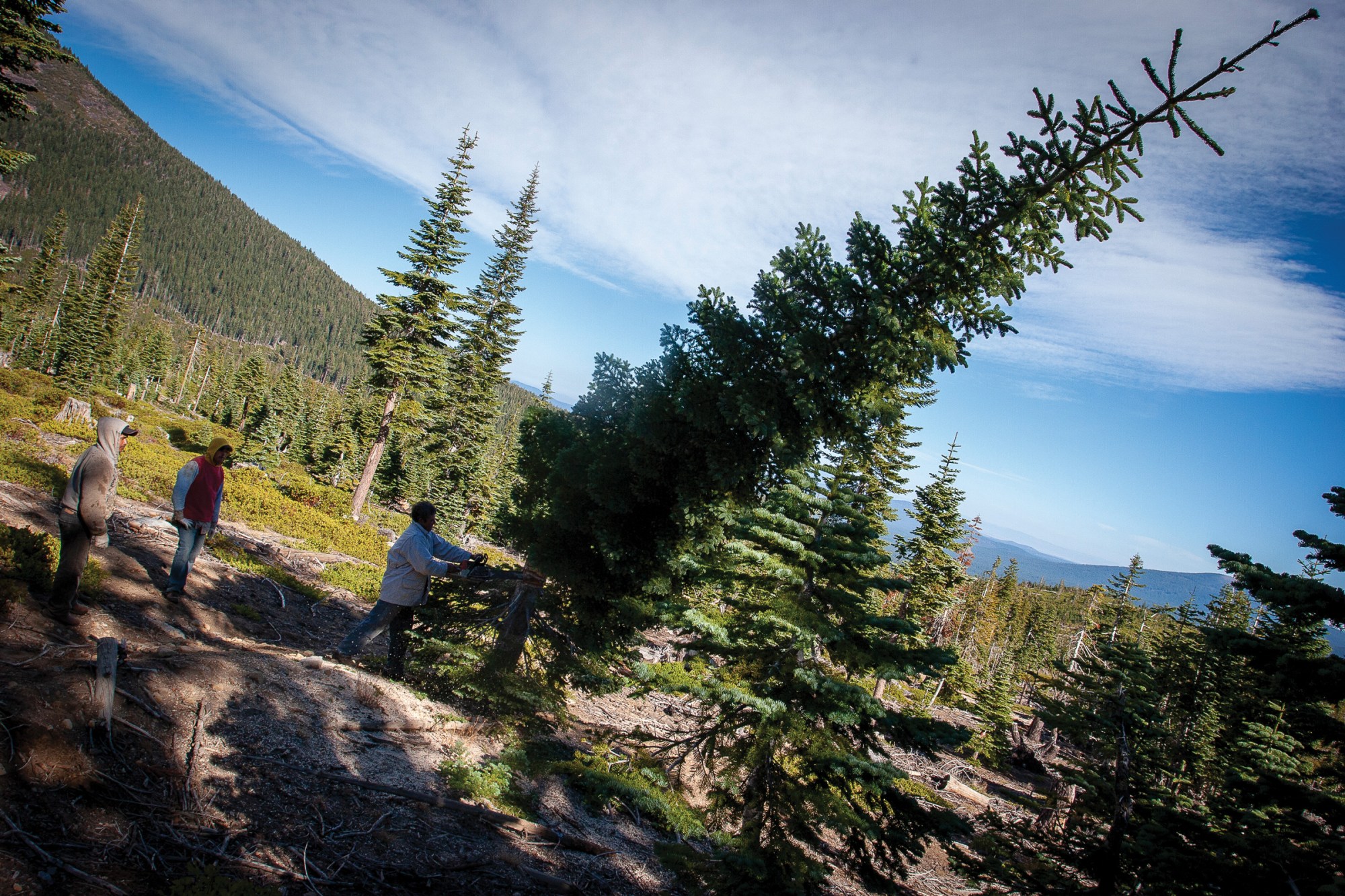 A cutter fells a 40-foot red fir without breaking its branches by using wedge and relief cuts to guide the tree gently to the ground. The cuts are made above the base, leaving several whorls of branches to regenerate, in a process called stump culturing.