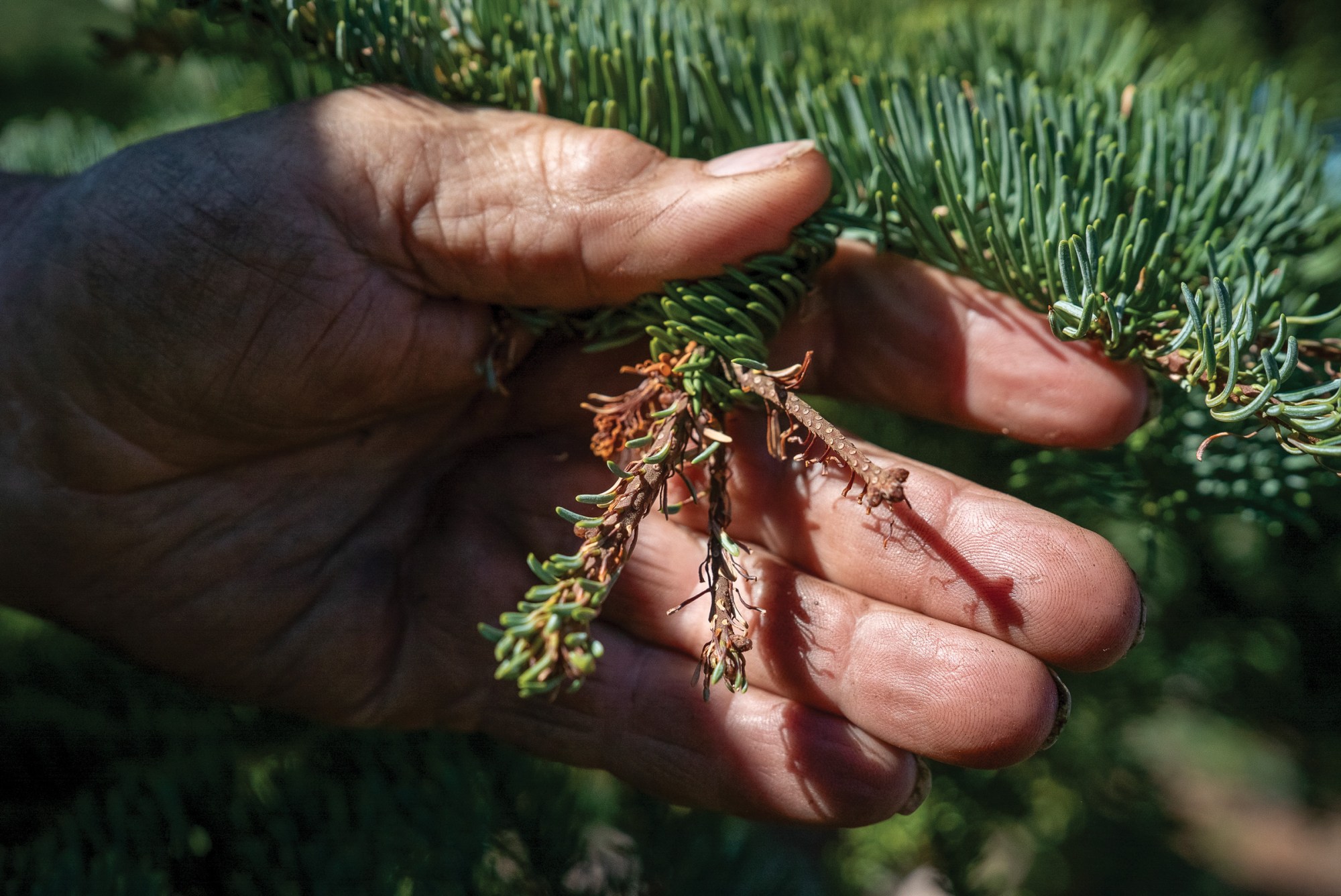 Climate change is impacting both the forest and the people who work in it. Extreme early-season heat scorched thousands of young trees in May and June, burning new growth before it could mature.