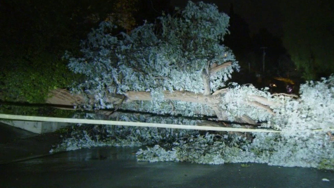Strong winds cause tree to topple over in Malibu