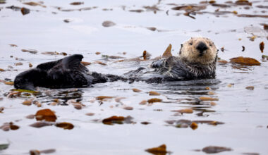Sea otters are California’s climate heroes  » Yale Climate Connections