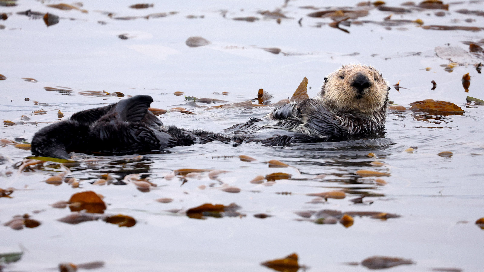 Sea otters are California’s climate heroes  » Yale Climate Connections